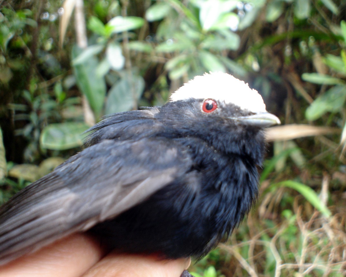 Manakin à tête blanche - ML28372651