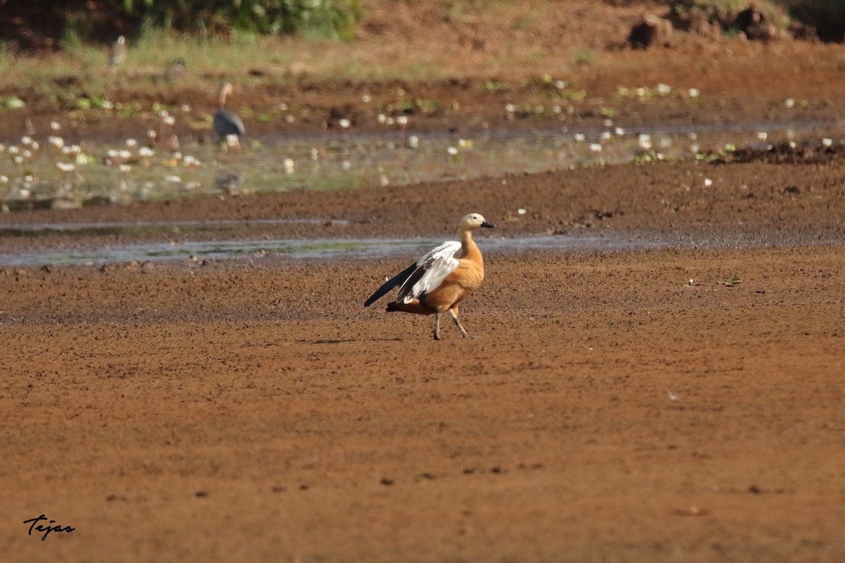 Ruddy Shelduck - ML283729151