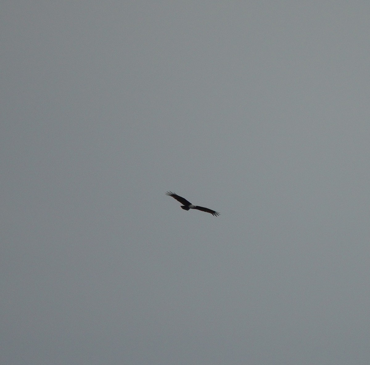 Brahminy Kite - ML283729741