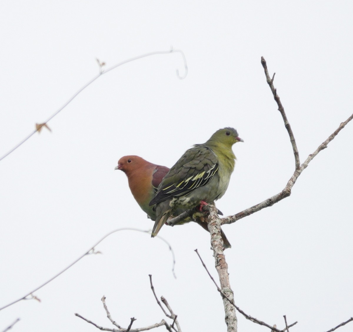 Cinnamon-headed Green-Pigeon - Staraptor Team