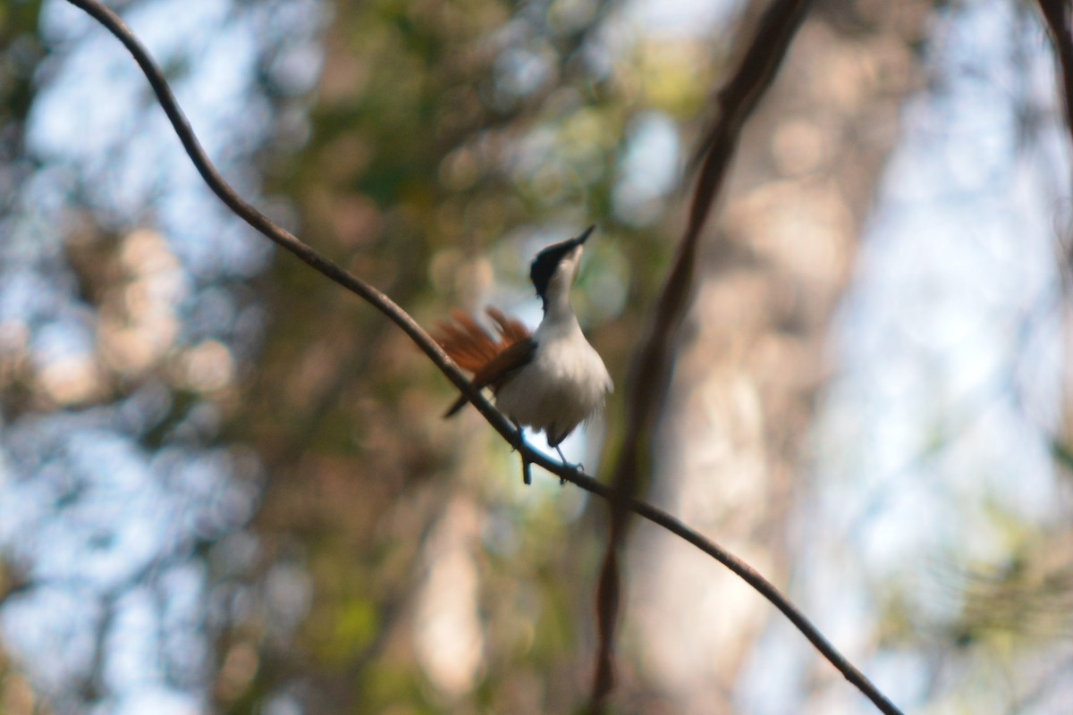 Shining Flycatcher - ML283730091