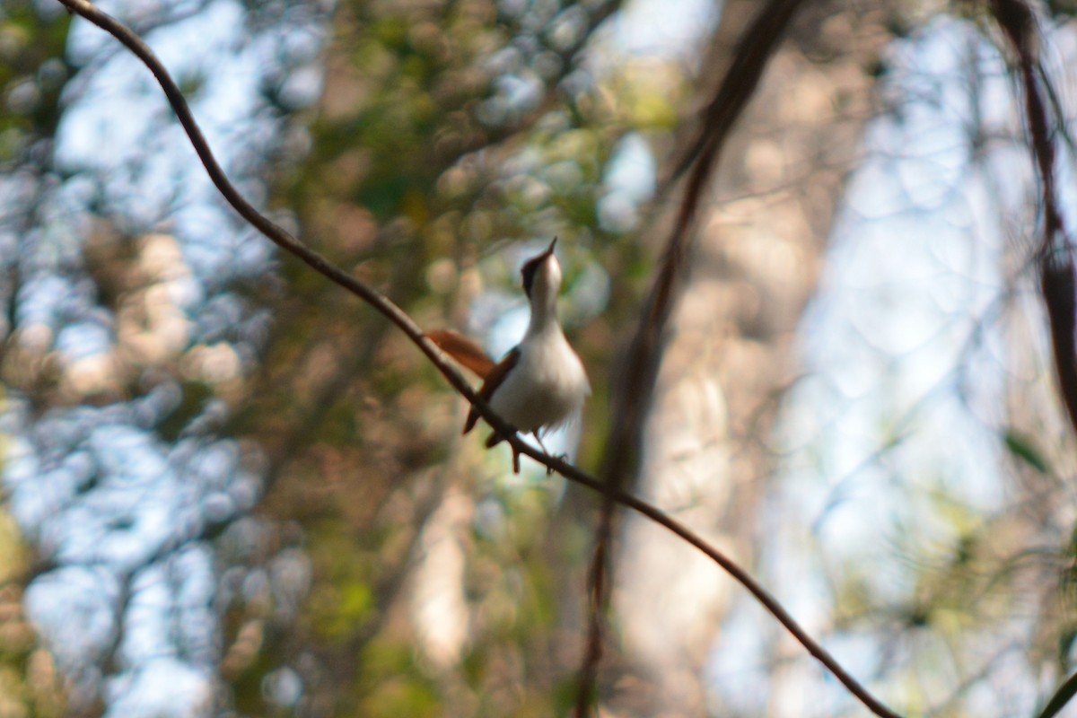 Shining Flycatcher - ML283730101