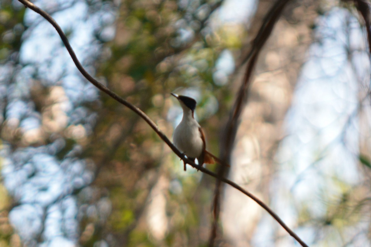 Shining Flycatcher - ML283730111