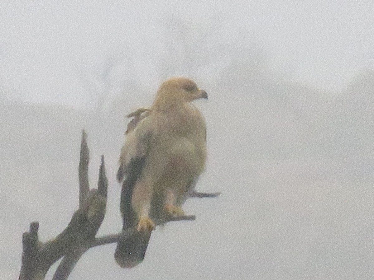 Tawny Eagle - Alan Bedford-Shaw