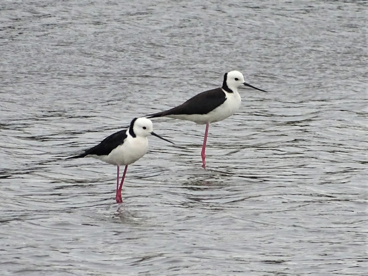 Pied Stilt - ML283738991