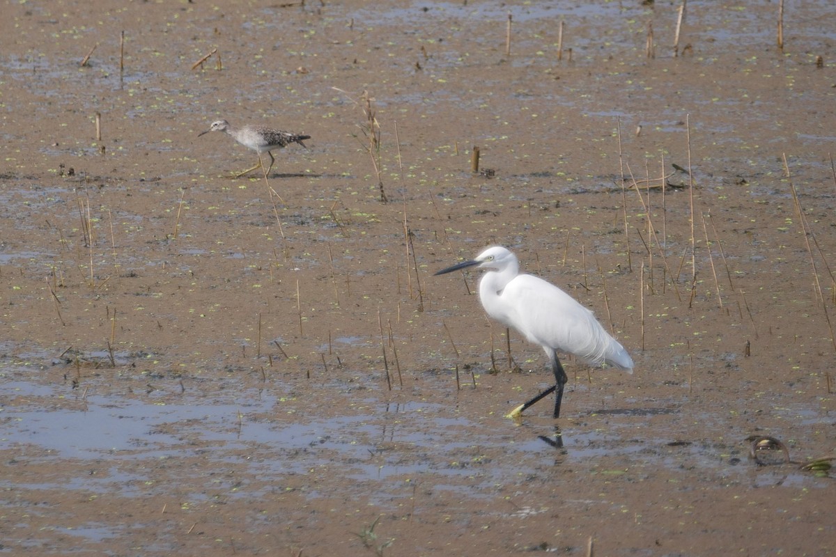 Little Egret - Sandeep Biswas