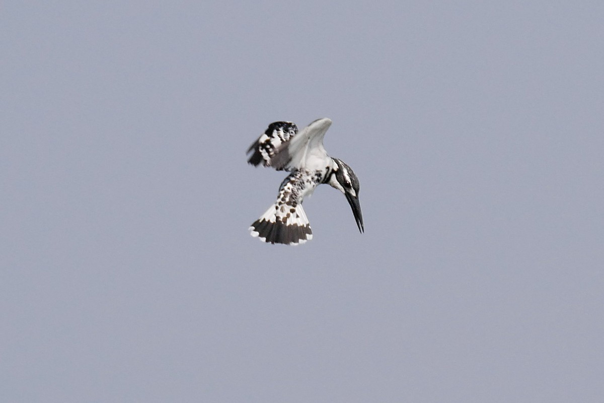 Pied Kingfisher - ML283740241