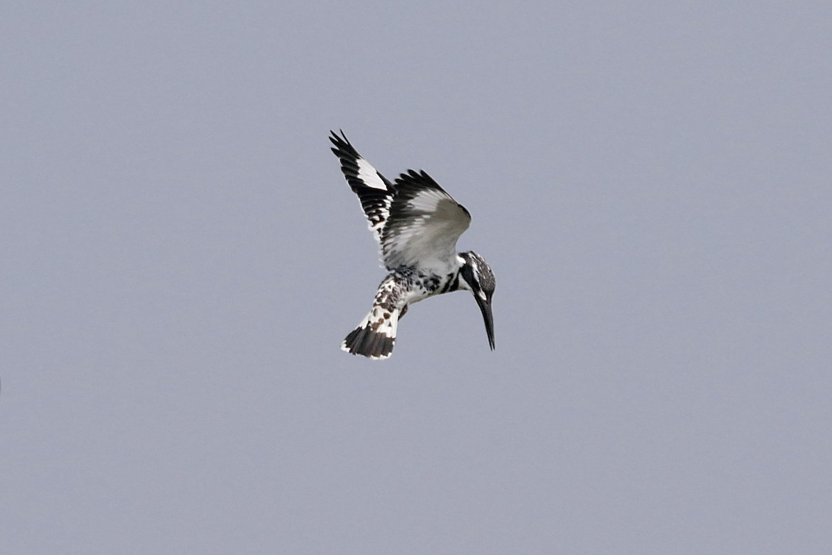 Pied Kingfisher - Sandeep Biswas