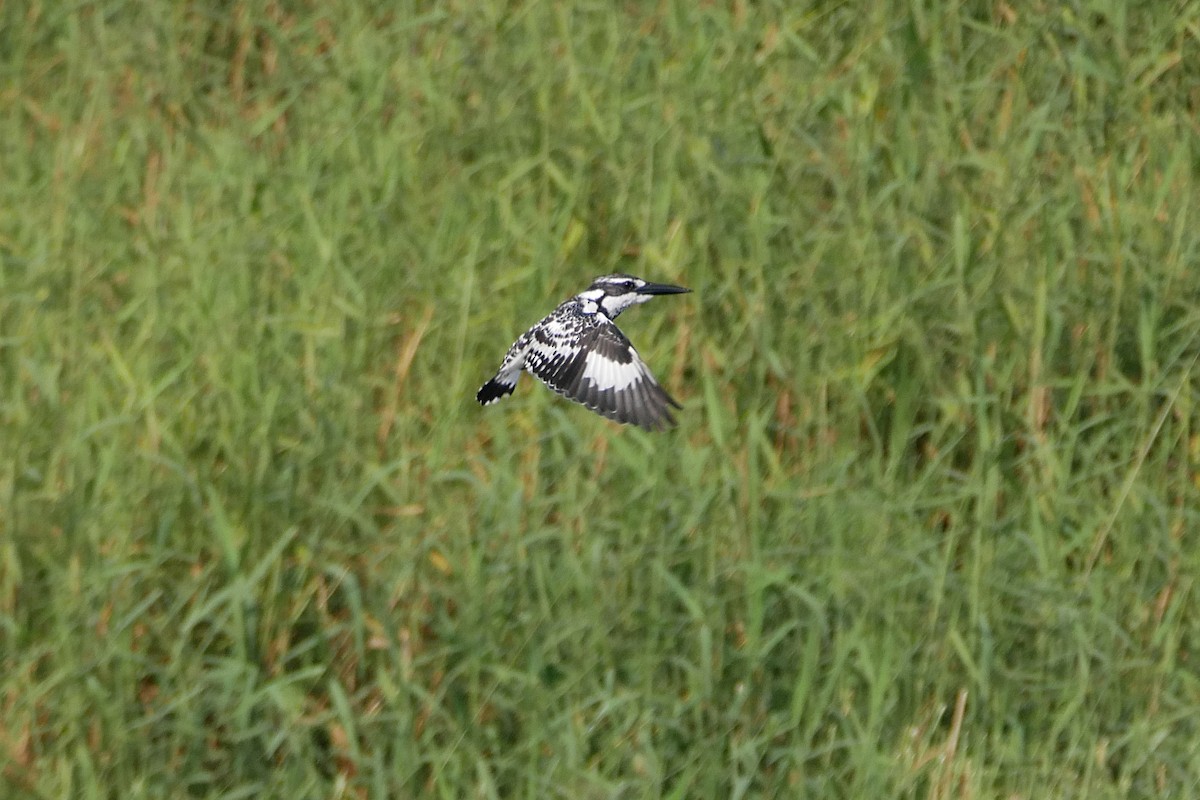 Pied Kingfisher - ML283740261