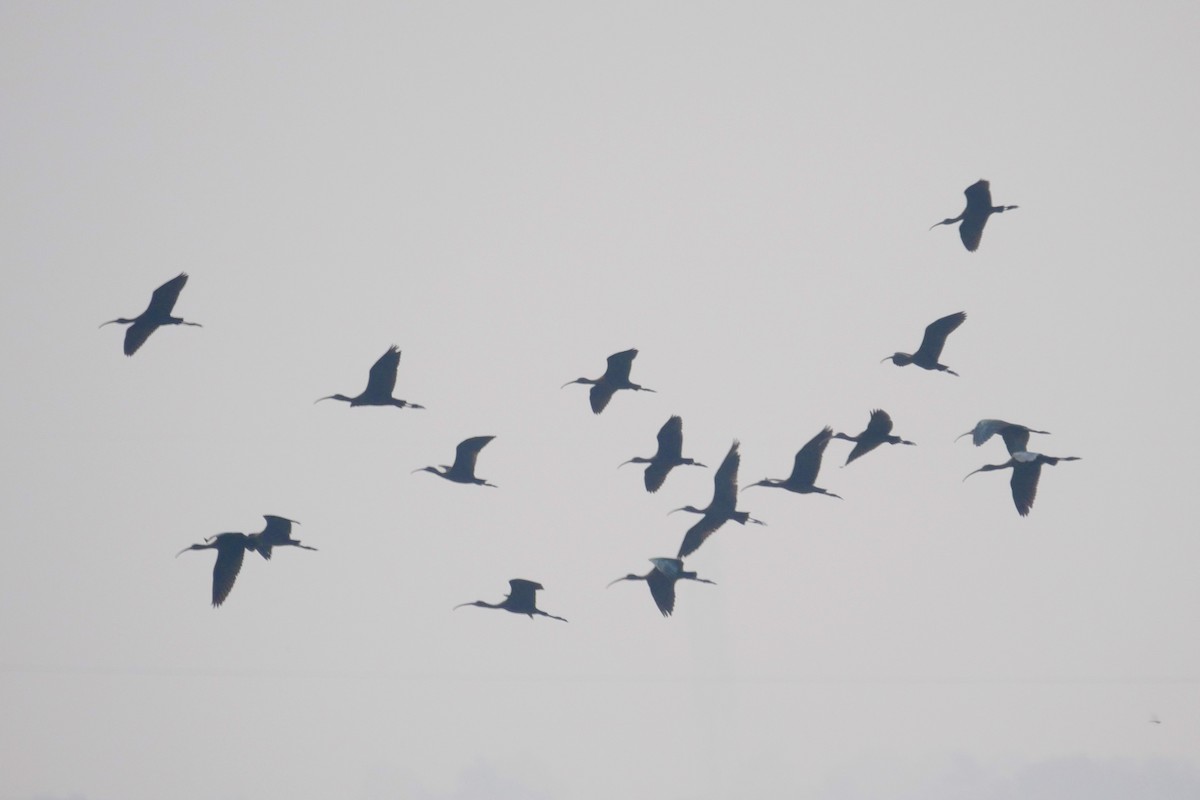 Glossy Ibis - ML283740921