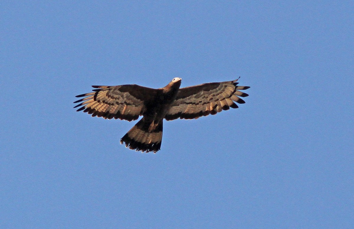 Oriental Honey-buzzard - ML283742581