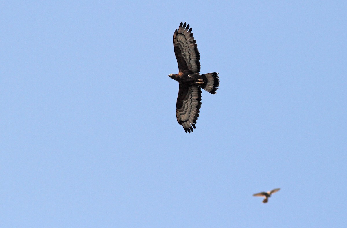 Oriental Honey-buzzard - ML283742601