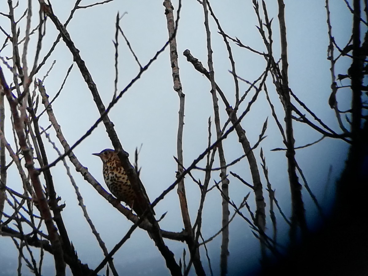 Mistle Thrush - ML283743691