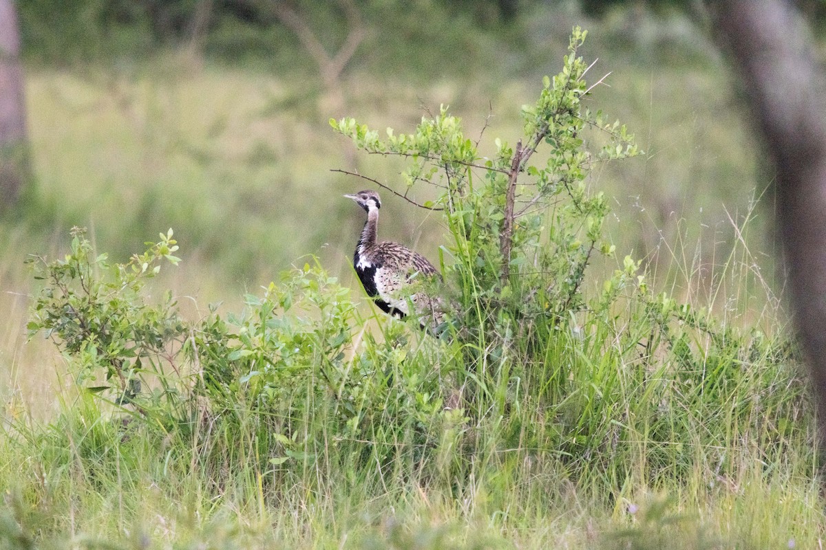 Black-bellied Bustard - ML283745221