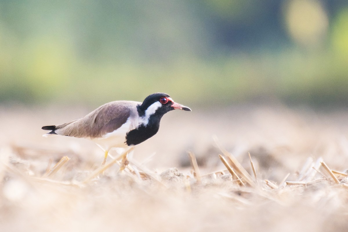 Red-wattled Lapwing - ML283748651