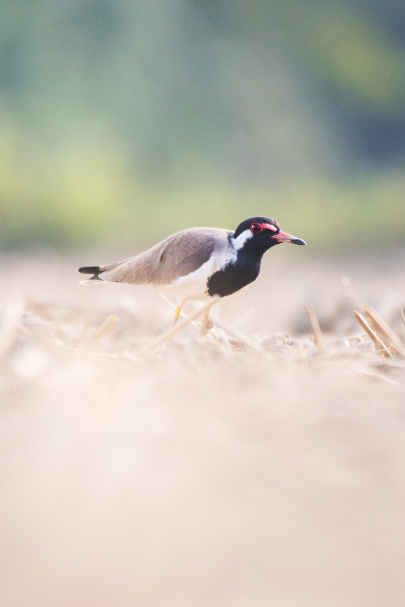 Red-wattled Lapwing - ML283748661