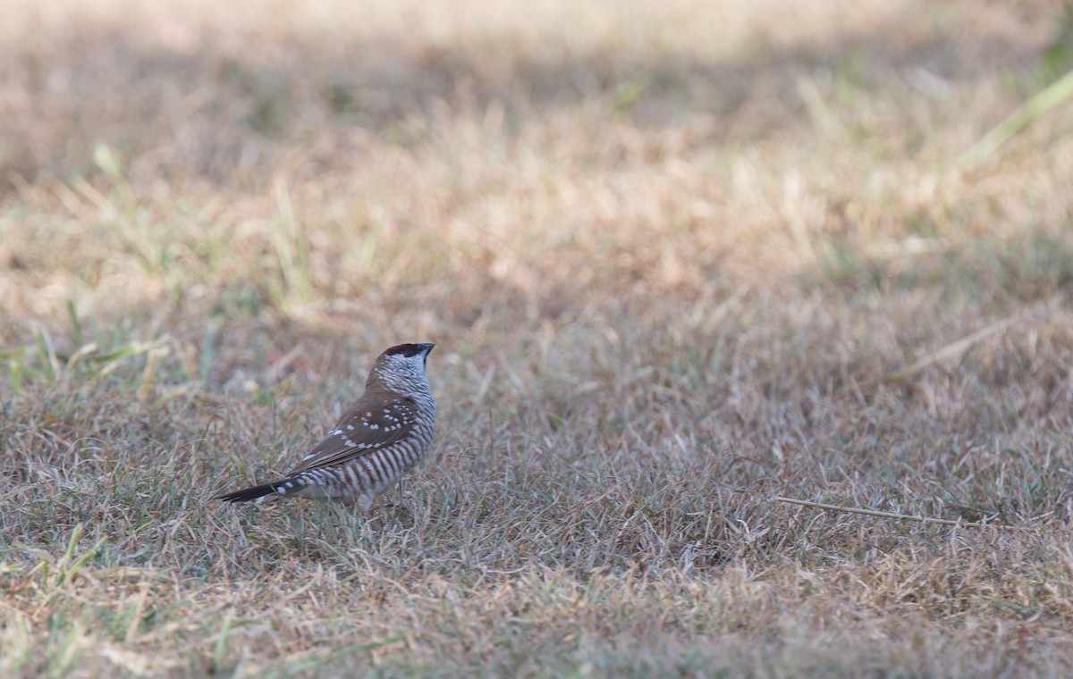 Plum-headed Finch - ML283749441