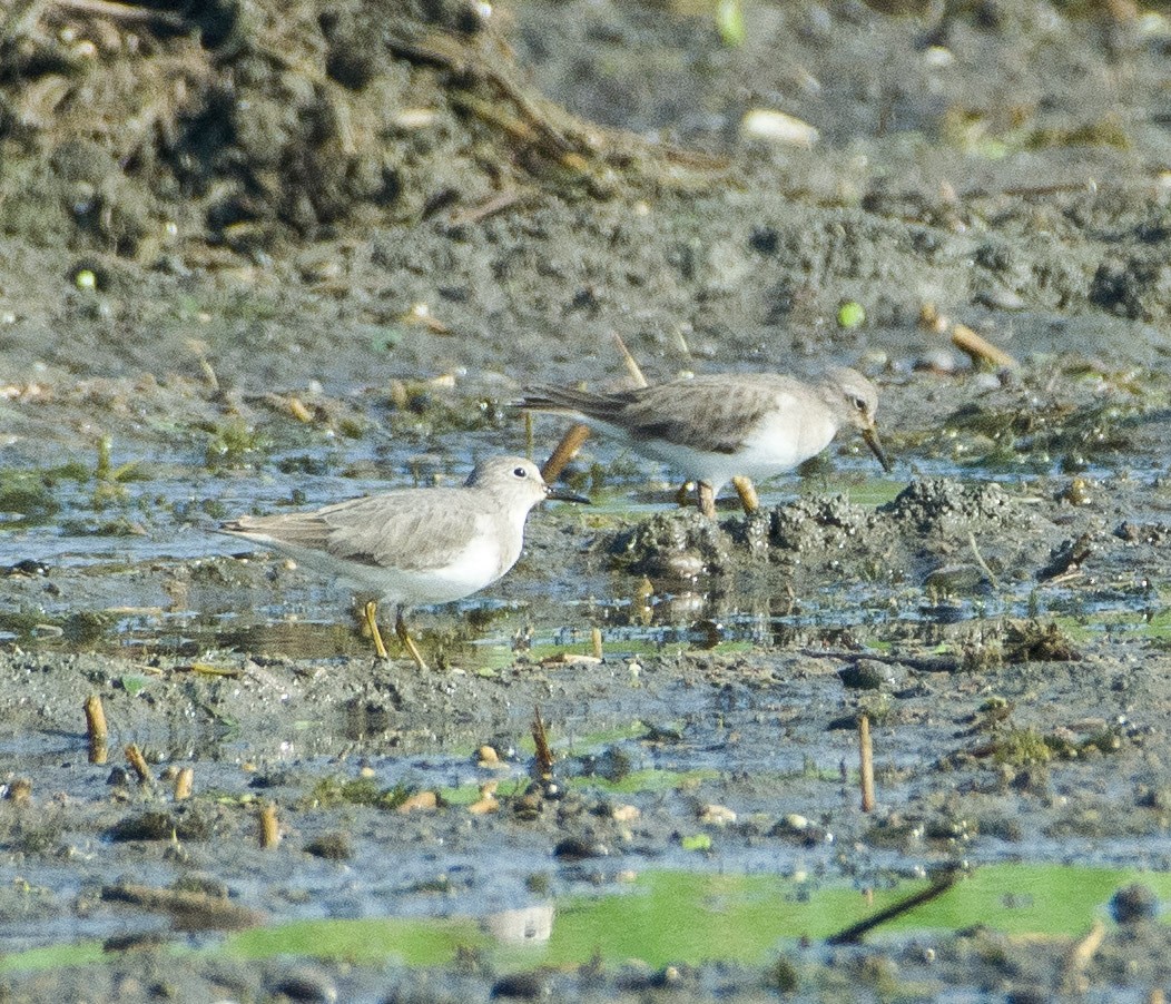 Bécasseau de Temminck - ML283749471