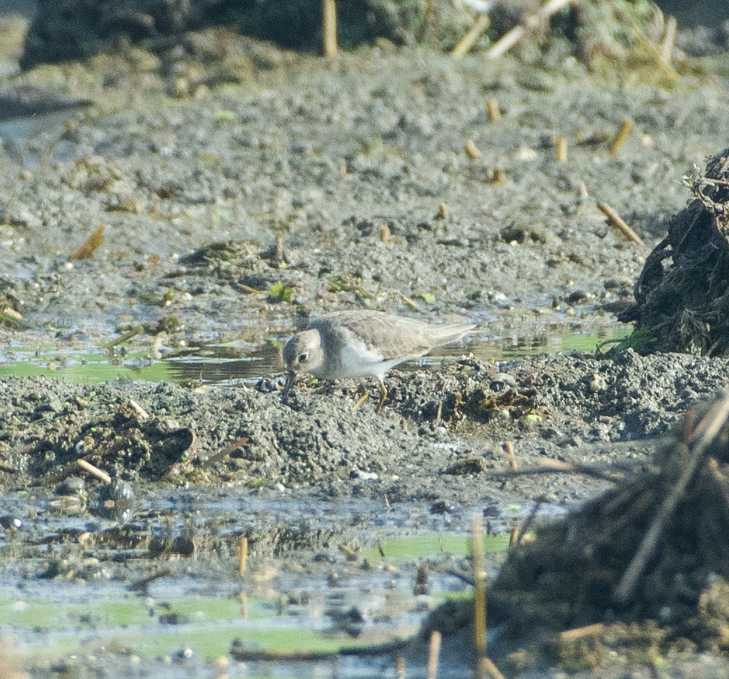 Temminck's Stint - ML283749481