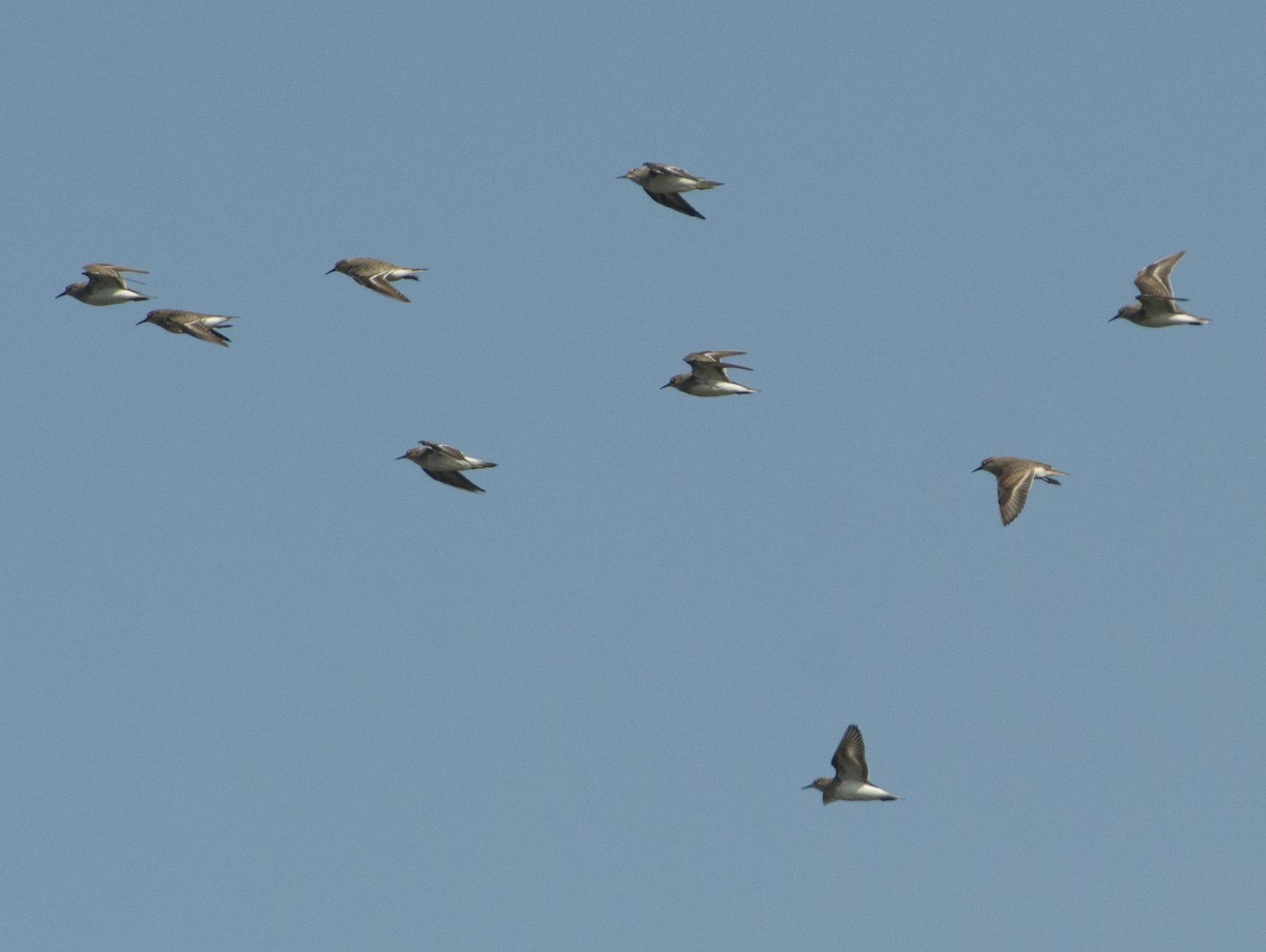 Temminck's Stint - ML283749491