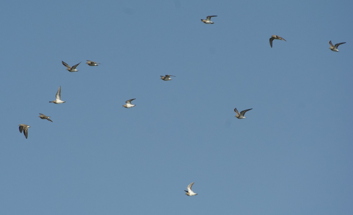 Temminck's Stint - ML283749511