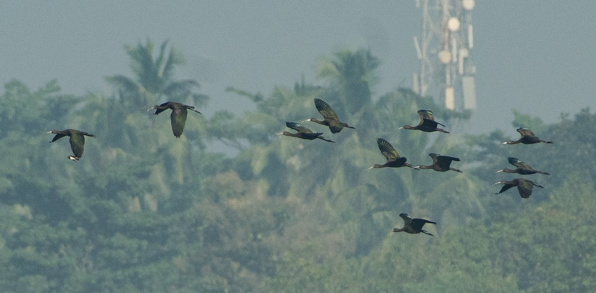 Glossy Ibis - SWARUP SAHA