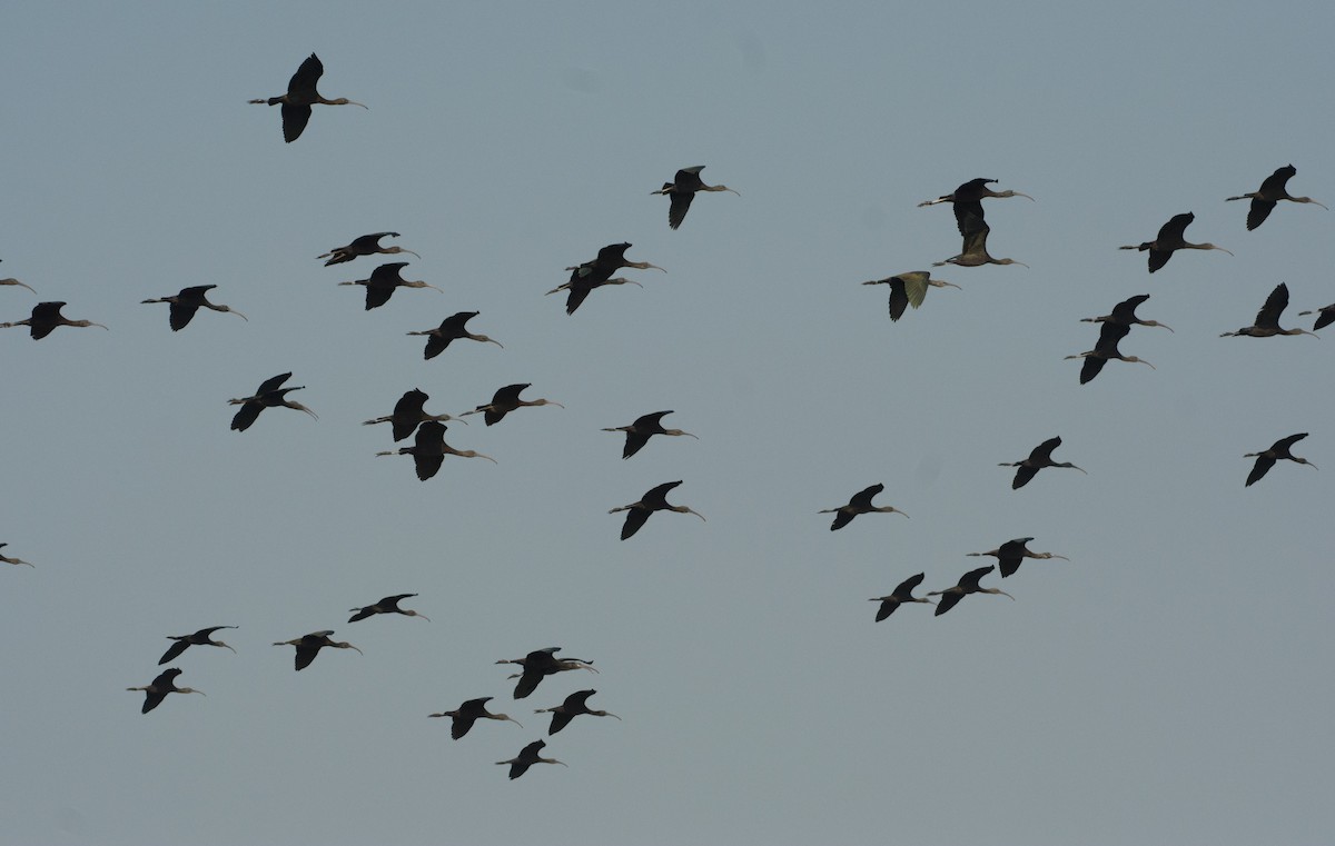 Glossy Ibis - SWARUP SAHA