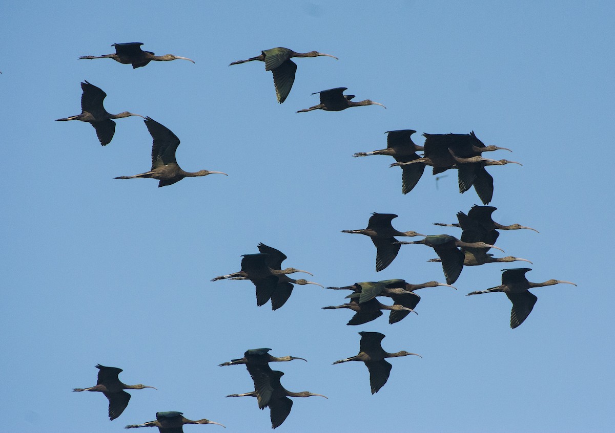 Glossy Ibis - ML283750111