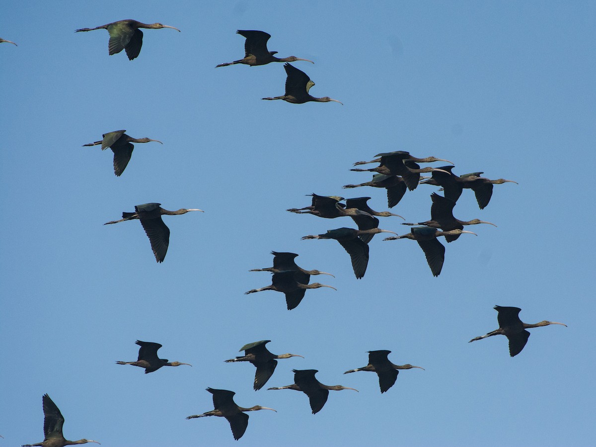 Glossy Ibis - SWARUP SAHA