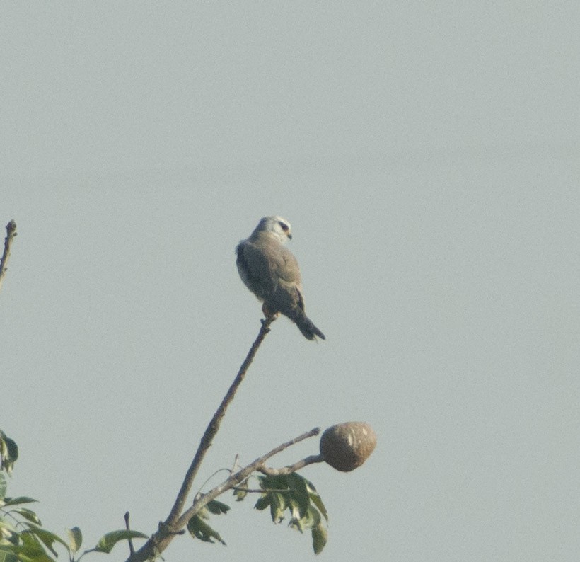 Black-winged Kite (Asian) - SWARUP SAHA