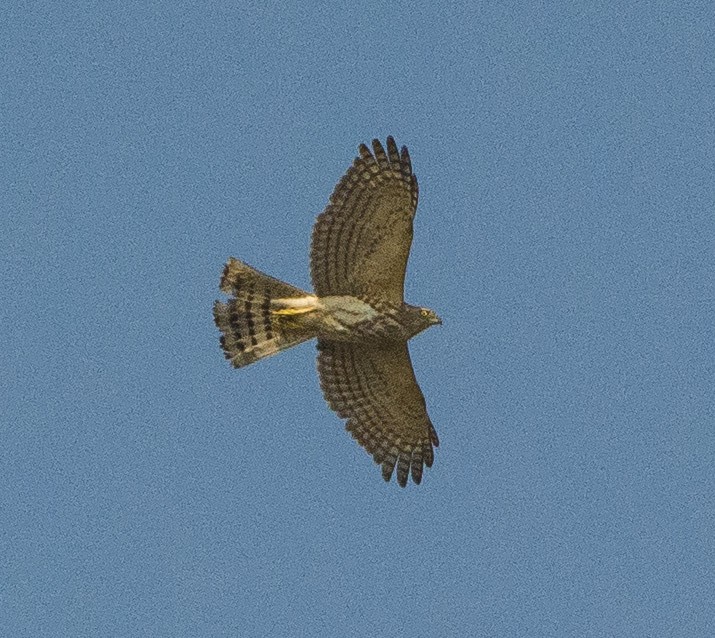 נץ הים הכספי - ML283750471