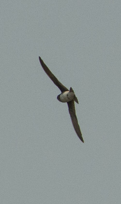 Gray-throated Martin - ML283750661