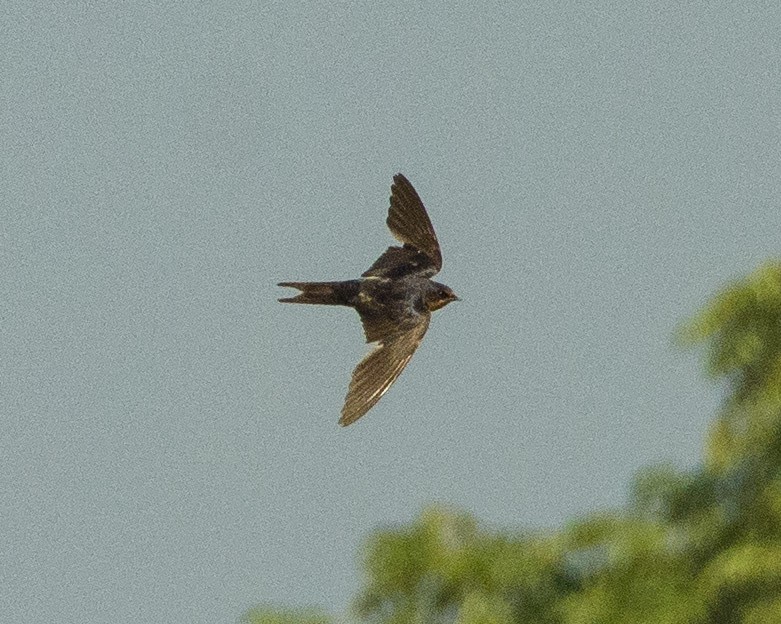 Barn Swallow - SWARUP SAHA