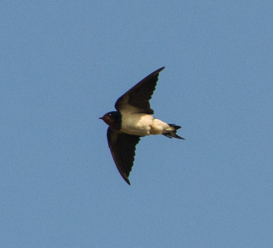 Barn Swallow - ML283750741