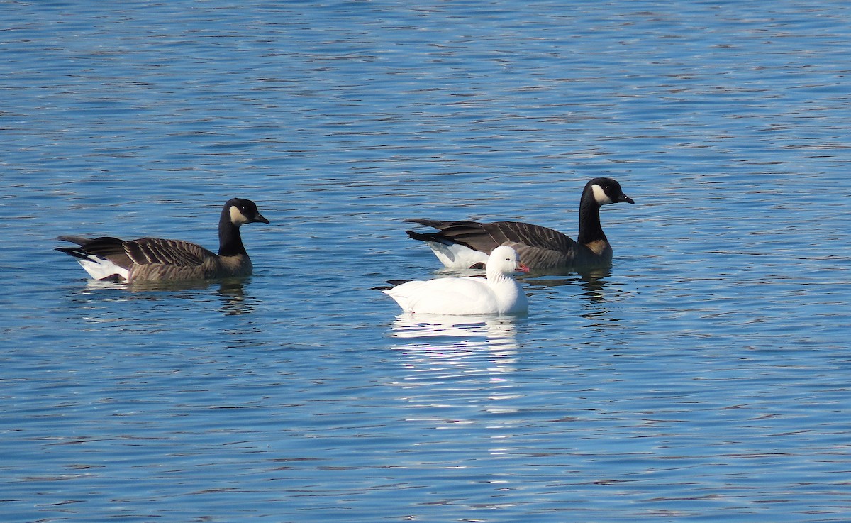 Ross's Goose - ML283751551