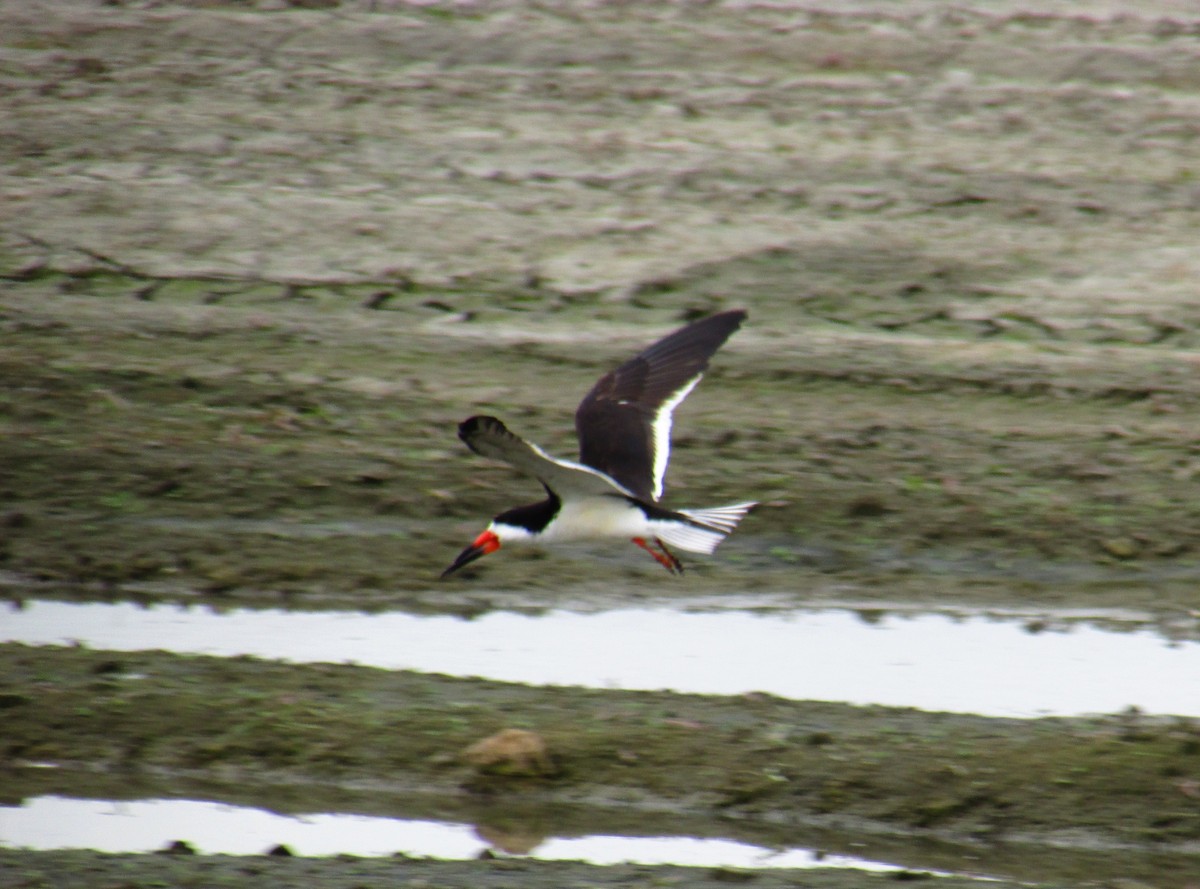 Black Skimmer - Steve Stump