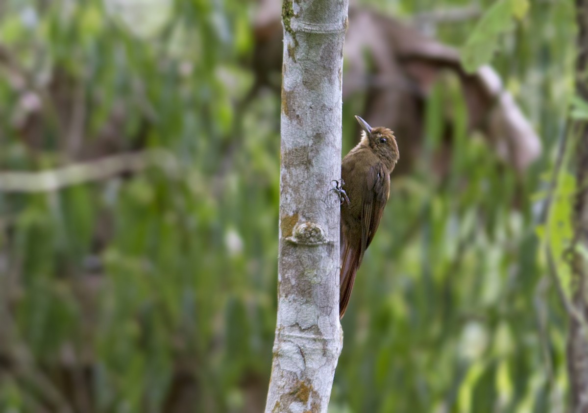 Plain-winged Woodcreeper (Plain-winged) - ML283752771