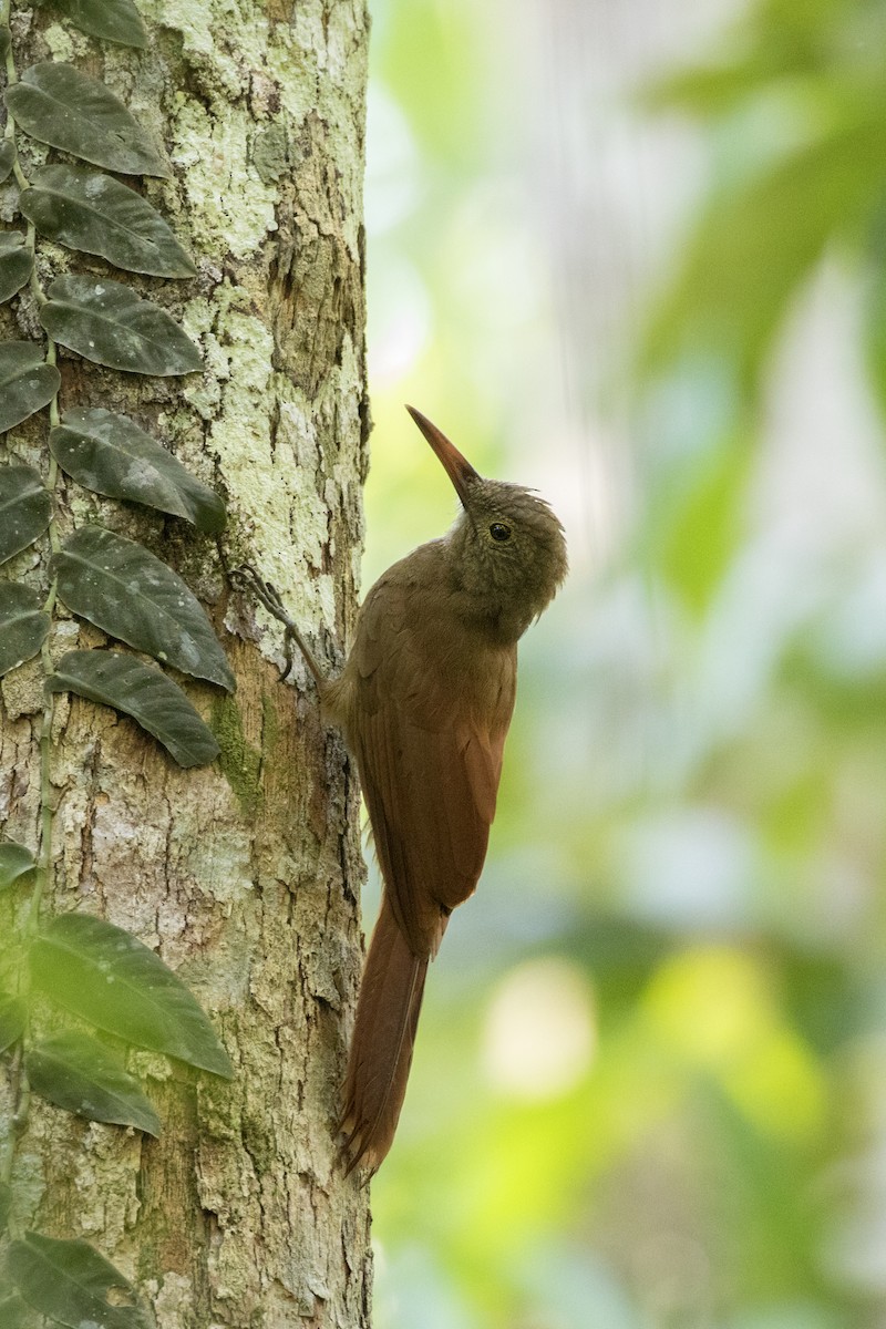 Amazonian Barred-Woodcreeper (Plain-colored) - ML283753021