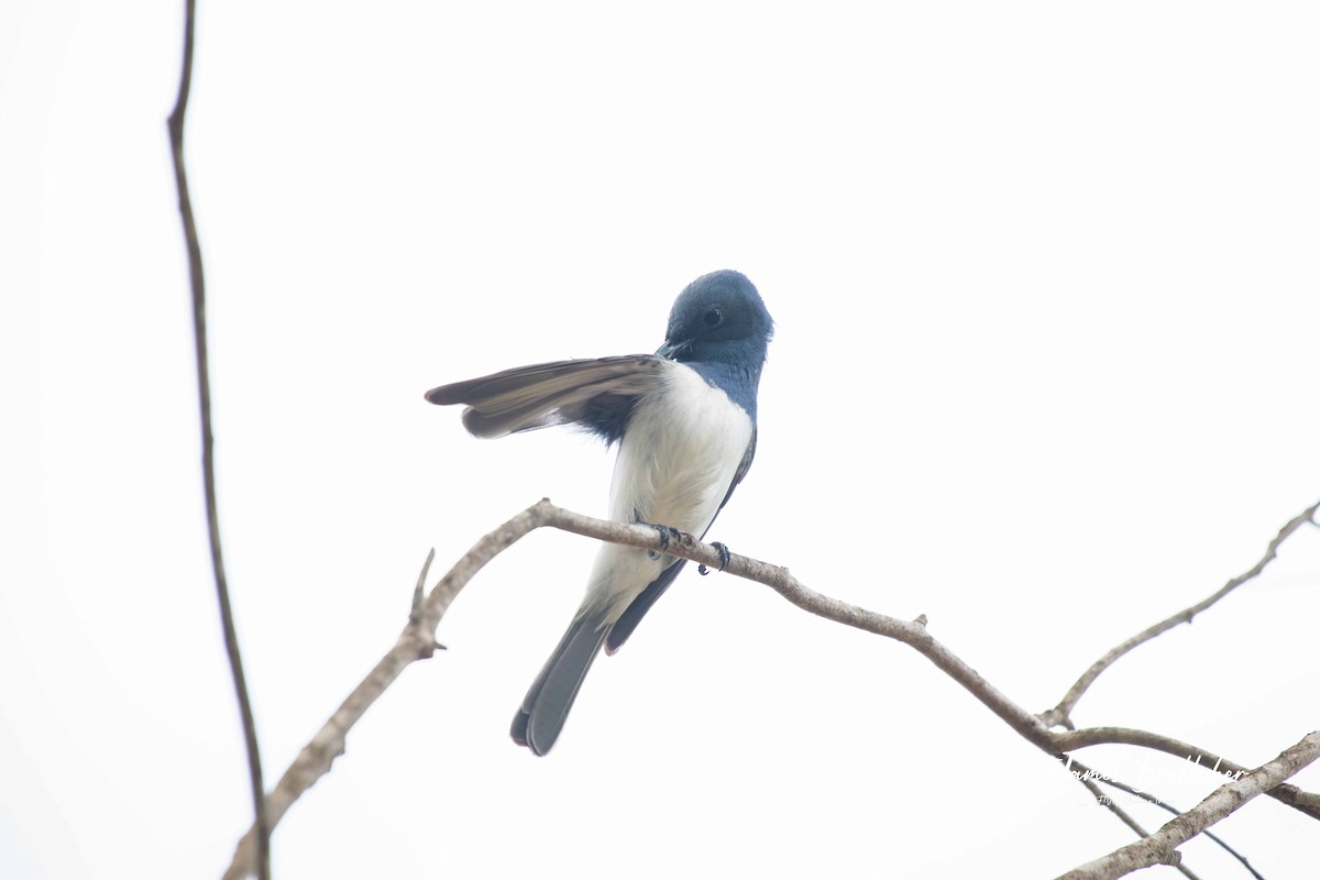 Leaden Flycatcher - ML283755071