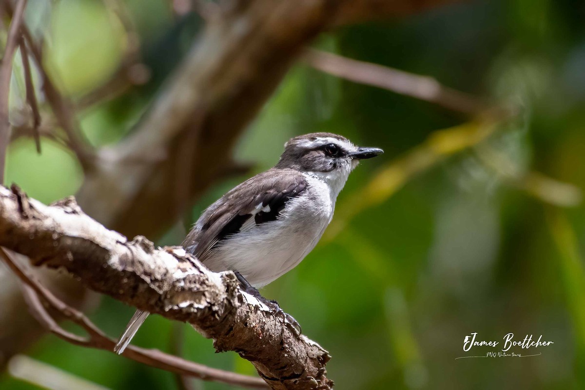 White-browed Robin - ML283755081
