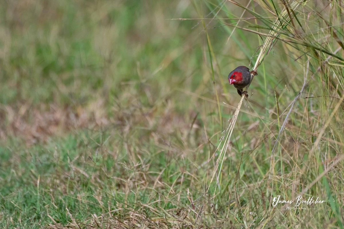 Crimson Finch - ML283755091