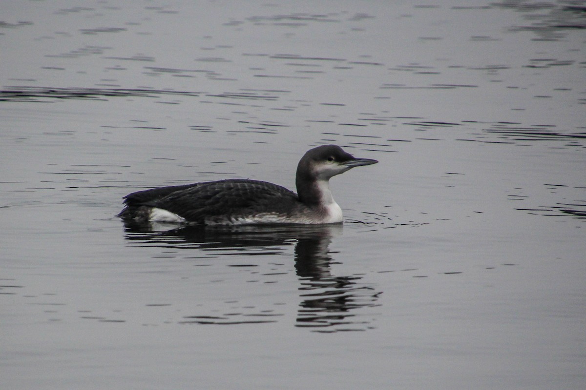 Arctic Loon - ML283755341