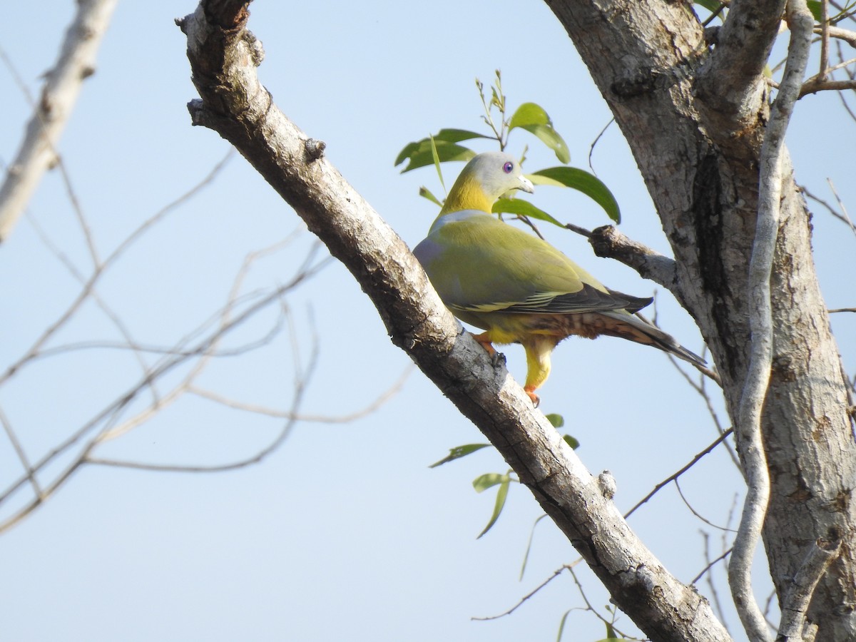 Yellow-footed Green-Pigeon - ML283755451