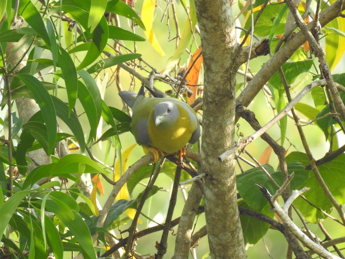 Yellow-footed Green-Pigeon - ML283755871