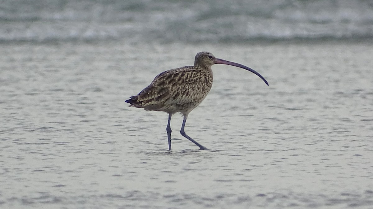 Far Eastern Curlew - Kim Cancino