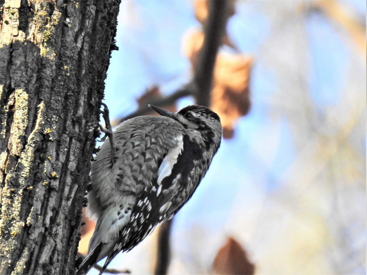 Yellow-bellied Sapsucker - ML283757701