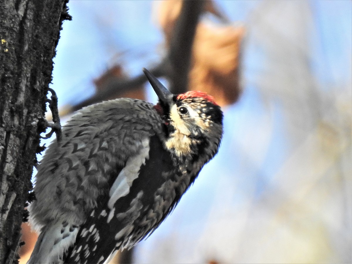 Yellow-bellied Sapsucker - ML283757711