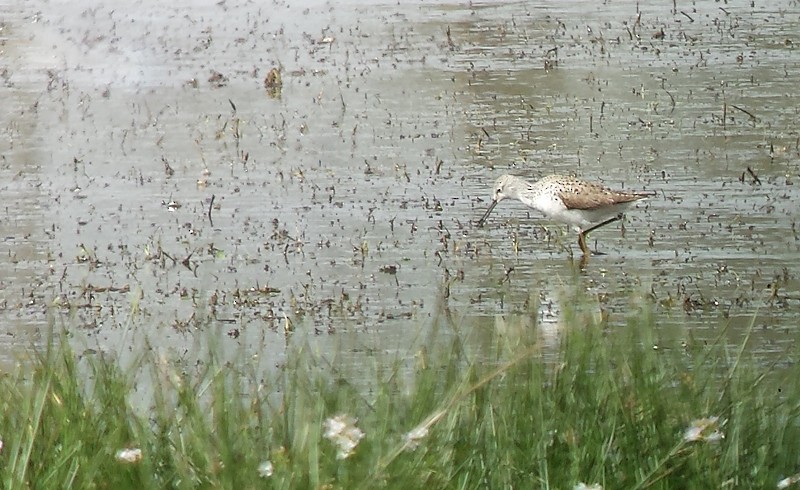 Marsh Sandpiper - ML283761681