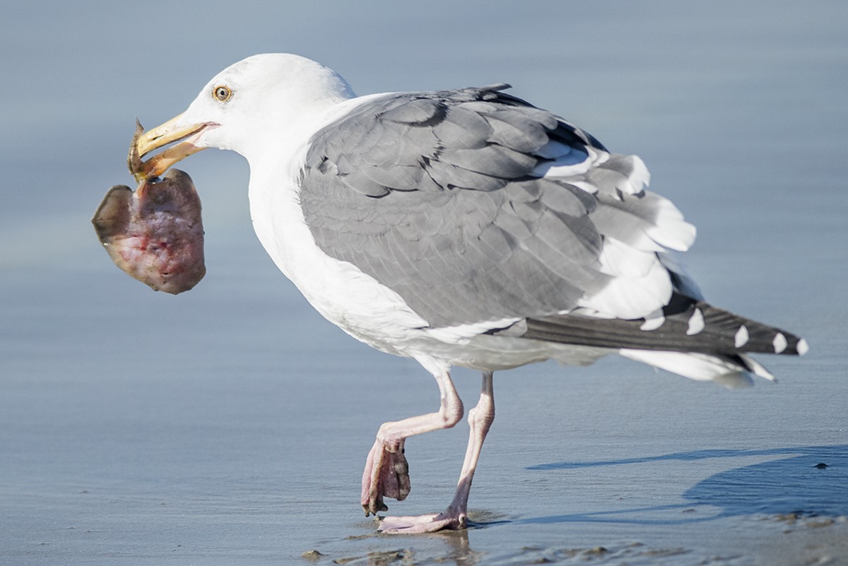 Gaviota Occidental - ML283761731