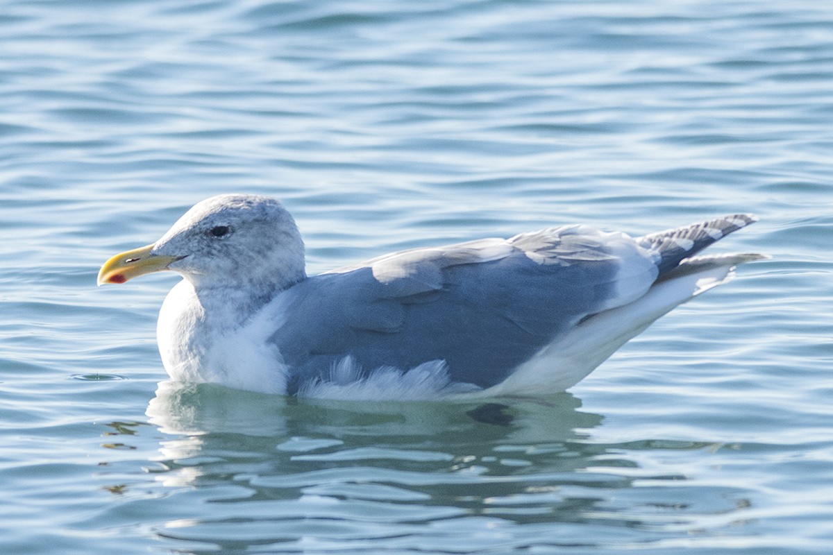 Western x Glaucous-winged Gull (hybrid) - ML283761911